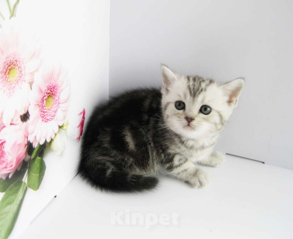 Кошки в Ставрополе: Шотландские котята с документами Разнополые, 10 000 руб. - фото 1