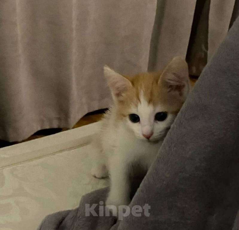 Кошки в Балашихе: котёнок, бело-рыжая девочка, в добрые руки  Девочка, Бесплатно - фото 1