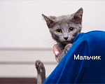 Кошки в Одинцово: много котят выбираем налетаем!  Девочка, Бесплатно - фото 4