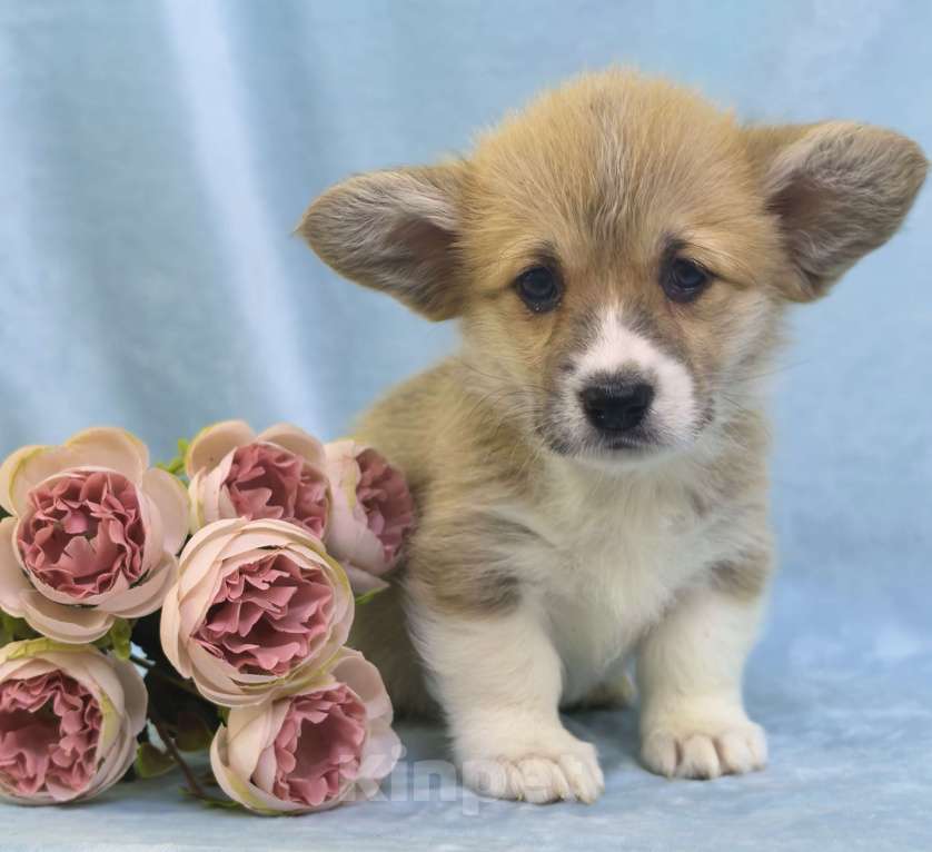 Собаки в Москве: Вельш корги пемброк девочка Девочка, 60 000 руб. - фото 1