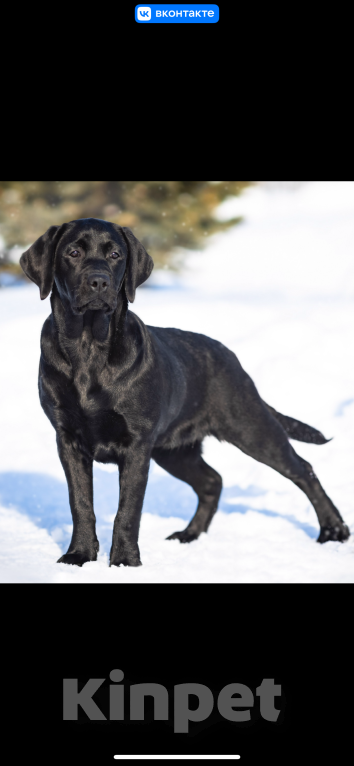 Собаки в Оренбурге: Щенок Лабрадора Девочка, 50 000 руб. - фото 1