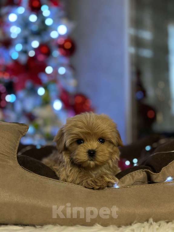 Собаки в Люберцах: Мальтипу мини ф1 мальчик  Мальчик, 200 000 руб. - фото 2