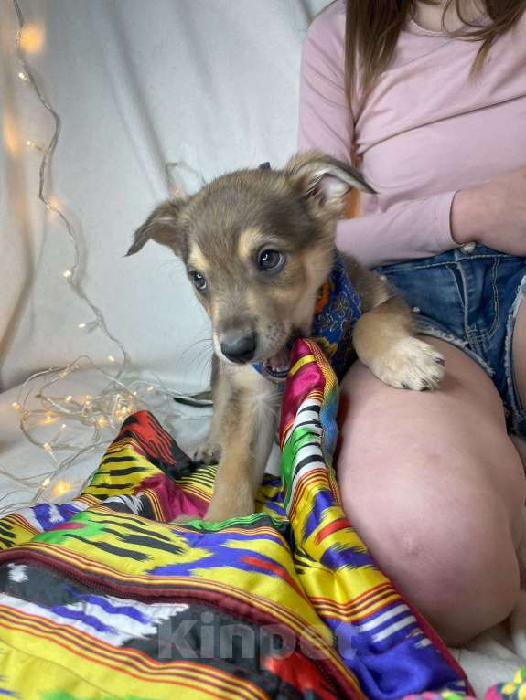 Собаки в Мытищах: Щенок Джек ищет свою семью Мальчик, Бесплатно - фото 4