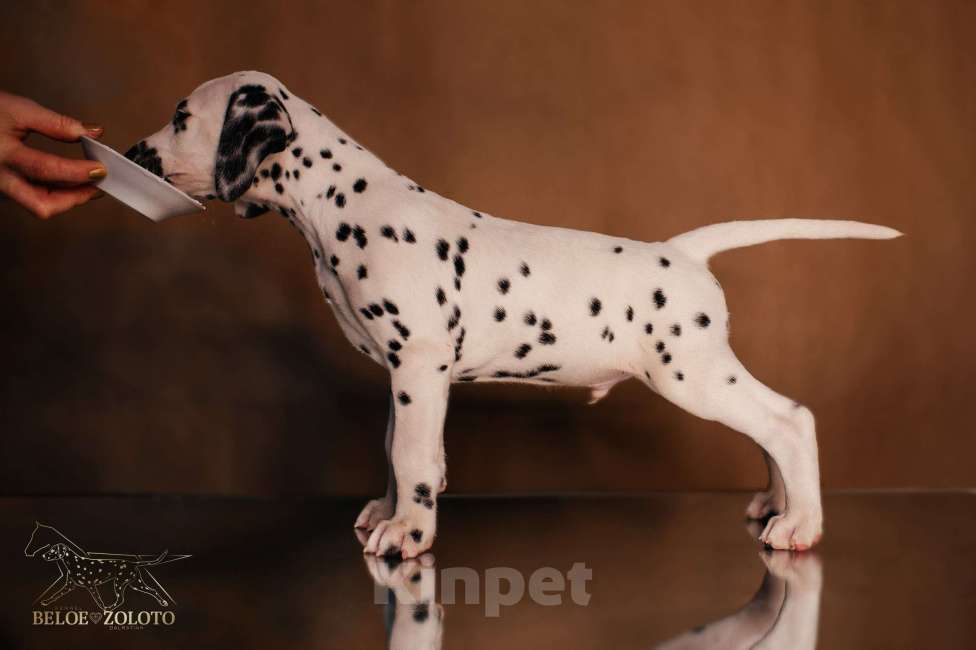 Собаки в Москве: Щенки ДАЛМАТИНА 3,5 месяца Девочка, 100 000 руб. - фото 9