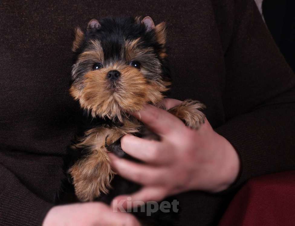 Собаки в Москве: Йоркширская курносая красотка РКФ Девочка, 80 000 руб. - фото 7