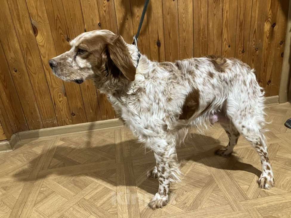 Собаки в Твери: Продаются щенки бретонского эпаньола Девочка, Бесплатно - фото 6