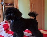 Собаки в Москве: Щенки той пуделя черного окраса Мальчик, 65 000 руб. - фото 2