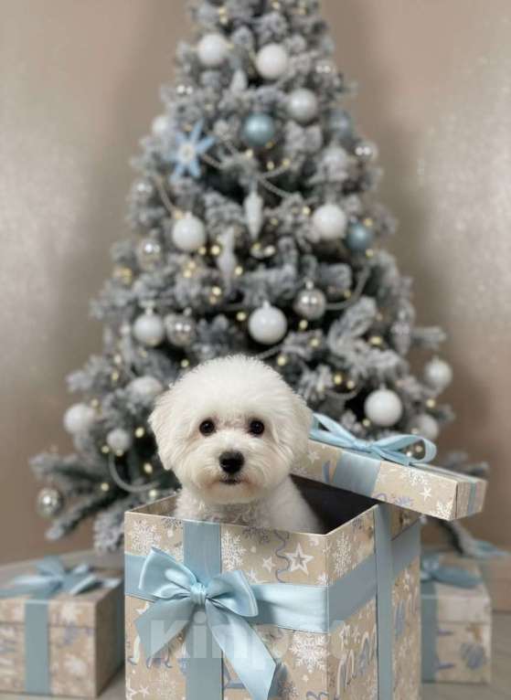 Собаки в Москве: Щенки бишон фризе Мальчик, 120 000 руб. - фото 3