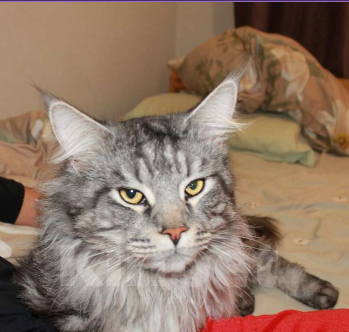 Кошки в Ростове-на-Дону: Прошу вернись домой Мальчик, Бесплатно - фото 2