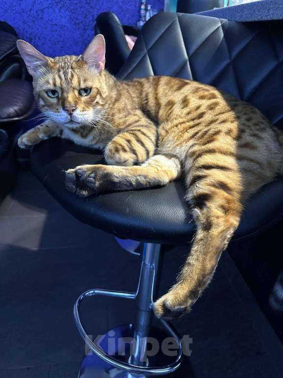 Кошки в других городах Московской области: Потерялся кот, порода Бенгал. Мальчик, Бесплатно - фото 2