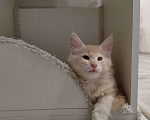 Кошки в Омске: Кот Мэйн-кун  Мальчик, 30 000 руб. - фото 1
