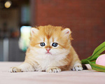 Кошки в Мытищах: Британские золотые шиншиллы короткошерстная и длинношерстная Девочка, 50 000 руб. - фото 2