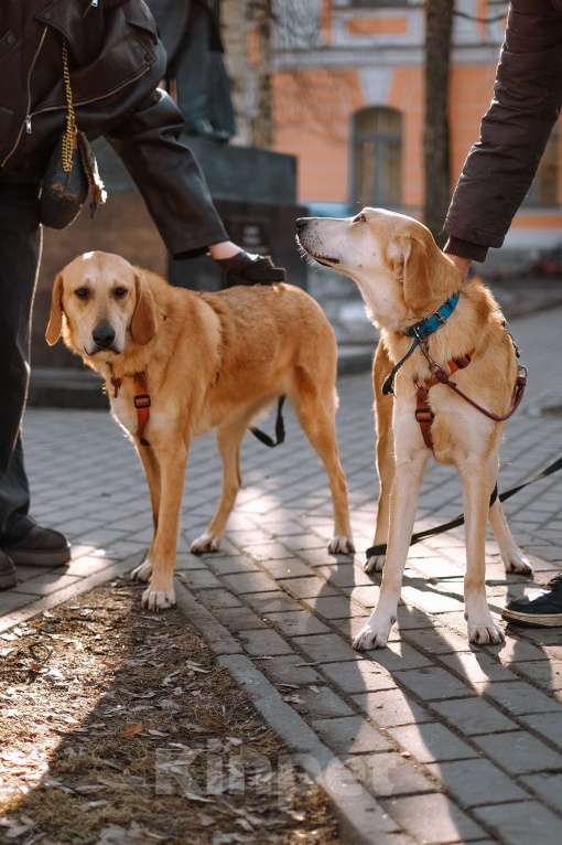 Собаки в Санкт-Петербурге: Красавица Рикки из приюта ищет дом Девочка, Бесплатно - фото 2