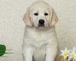 Собаки в Воронеже: Щенки золотистого ретривера Мальчик, 60 000 руб. - фото 3
