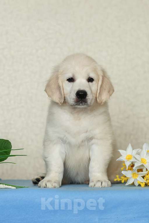 Собаки в Воронеже: Щенки золотистого ретривера Мальчик, 60 000 руб. - фото 3