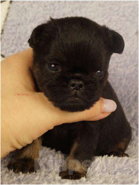 Собаки в Москве: БЬЮТИ Мальчик, 90 000 руб. - фото 1