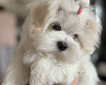 Собаки в Новосибирске: Мальтезе Девочка, Бесплатно - фото 4