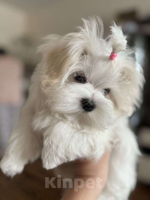 Собаки в Новосибирске: Мальтезе Девочка, Бесплатно - фото 4
