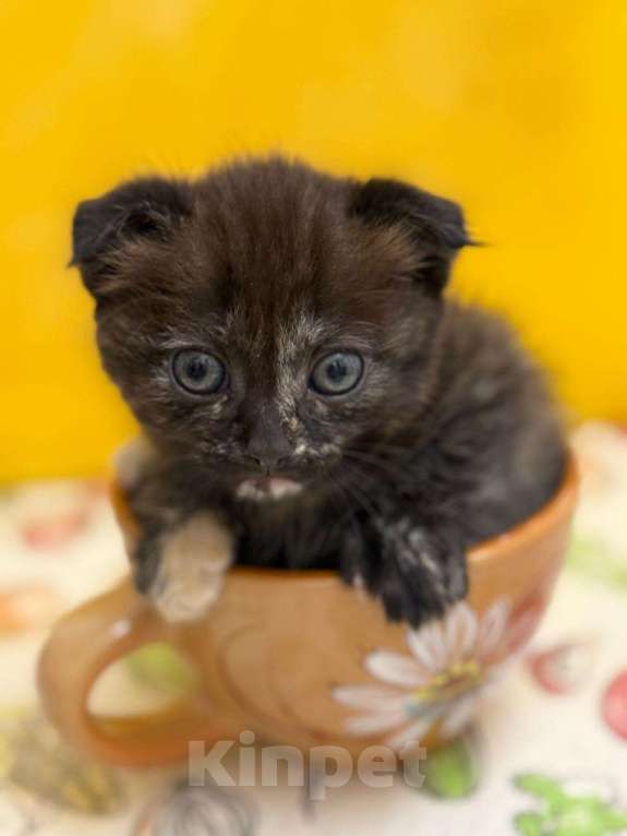 Кошки в Геленджике: Котенок в добрые руки Девочка, Бесплатно - фото 1