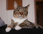 Кошки в Люберцах: Умная полосатая кошечка Девочка, Бесплатно - фото 6