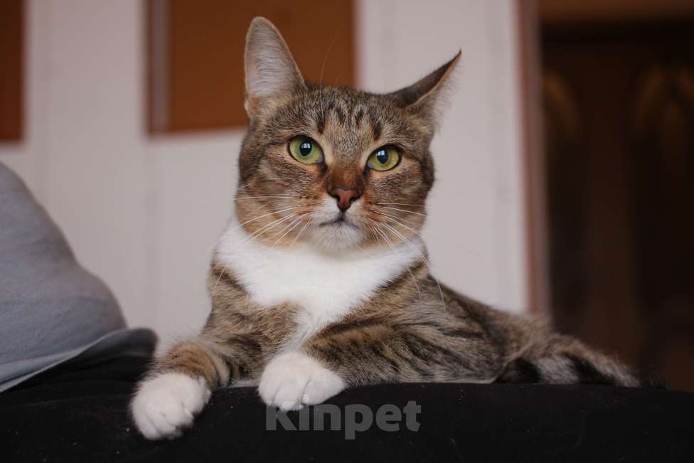 Кошки в Люберцах: Умная полосатая кошечка Девочка, Бесплатно - фото 6