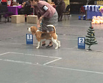 Собаки в Нижнем Тагиле: Кобель ждет подругу для вязки Мальчик, 20 руб. - фото 3