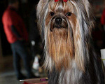 Собаки в Санкт-Петербурге: Вязка, 5 000 руб. - фото 2