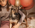 Собаки в Москве: Коротколапик Тэджи (10 кг) ищет дом Девочка, Бесплатно - фото 1