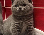 Кошки в Санкт-Петербурге: британский котенок,лиловая девочка Девочка, 25 000 руб. - фото 1