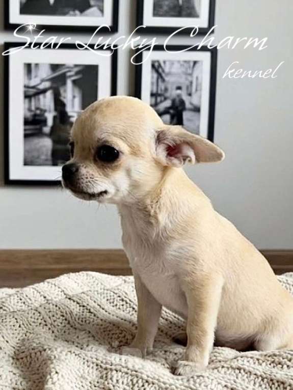 Собаки в Сочи: Шикарный мальчик Мальчик, Бесплатно - фото 2