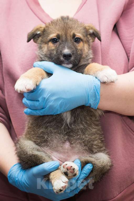 Собаки в Москве: Щенулька размером с кошку Девочка, Бесплатно - фото 1
