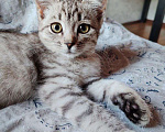 Кошки в Самаре: Котёнок в добрые руки Девочка, Бесплатно - фото 2