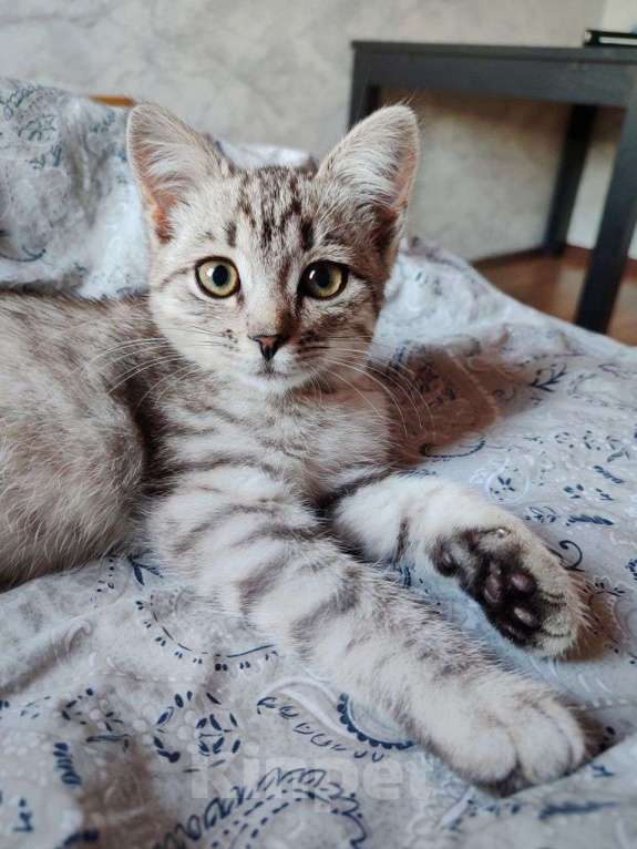 Кошки в Самаре: Котёнок в добрые руки Девочка, Бесплатно - фото 2