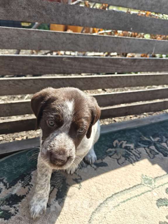 Собаки в Тюмени: Девочки 3 шт и 1 мальчик Девочка, 5 000 руб. - фото 3