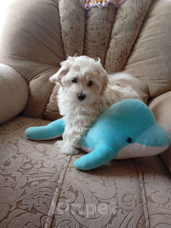 Собаки в Краснодаре: Малыши Мальтипу Ф1 поколение Мальчик, 40 000 руб. - фото 1