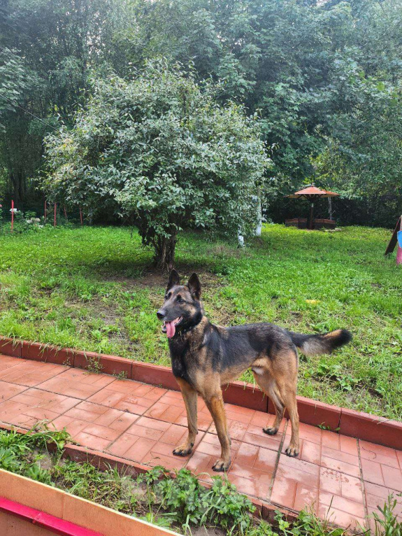 Собаки в Москве: Барди ищет семью,2г,30кг,Привит, Кастрирован  Мальчик, Бесплатно - фото 6