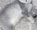 Кошки в других городах Московской области: Серебристая шиншилла скоттиш-фолд девочкаевочка Девочка, 15 000 руб. - фото 1