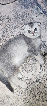 Серебристая шиншилла скоттиш-фолд девочка