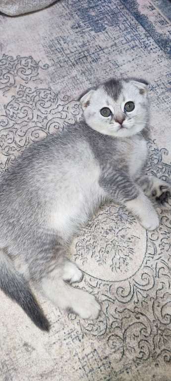 Кошки в других городах Московской области: Серебристая шиншилла скоттиш-фолд девочкаевочка Девочка, 15 000 руб. - фото 1