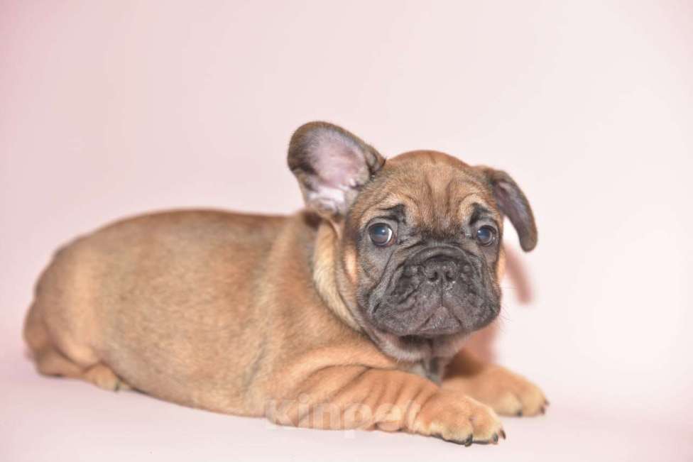 Собаки в Москве: Мальчик французского бульдога  Мальчик, 60 000 руб. - фото 8