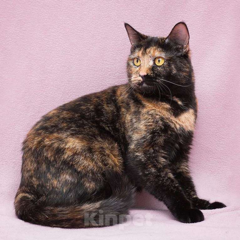 Кошки в Москве: Нюсю никто не замечает 💔 Девочка, Бесплатно - фото 5