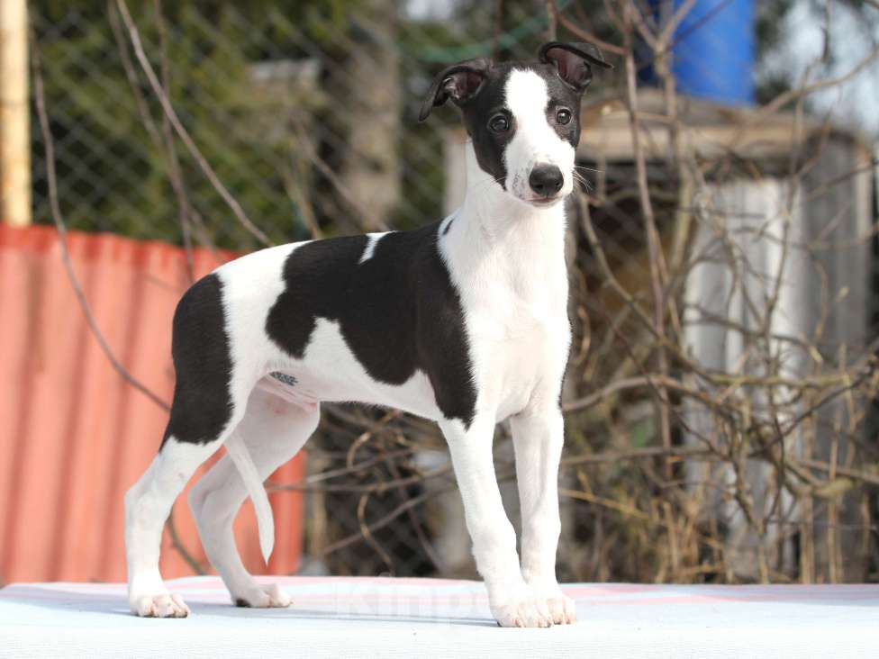 Собаки в Москве: Щенки уиппета Разнополые, Бесплатно - фото 6