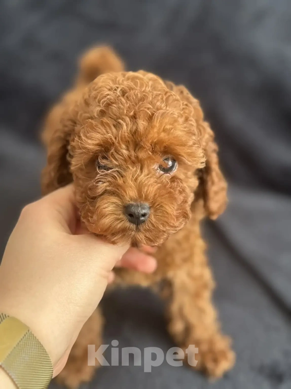 Собаки в Москве: Той -пудель мальчики , девочки Мальчик, Бесплатно - фото 8