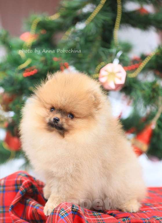 Собаки в других городах Московской области: Померанский шпиц девочка оранж Девочка, 50 000 руб. - фото 3