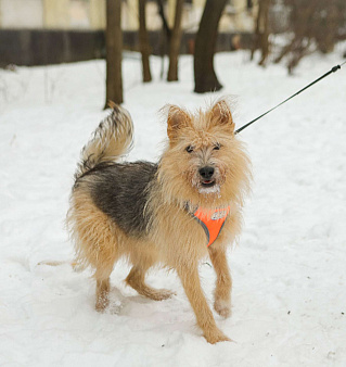 Среднего размера Кнопка в добрые руки