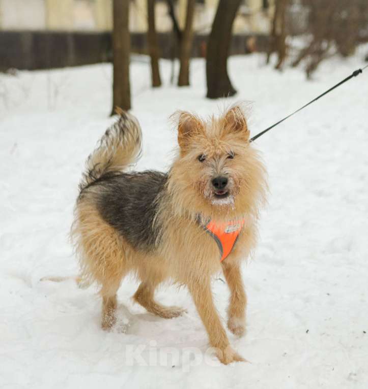 Собаки в Санкт-Петербурге: Среднего размера Кнопка в добрые руки Девочка, Бесплатно - фото 1