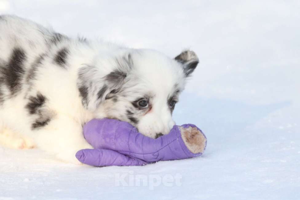 Собаки в Москве: Вельш корги кардиган-девочка Девочка, 60 000 руб. - фото 5
