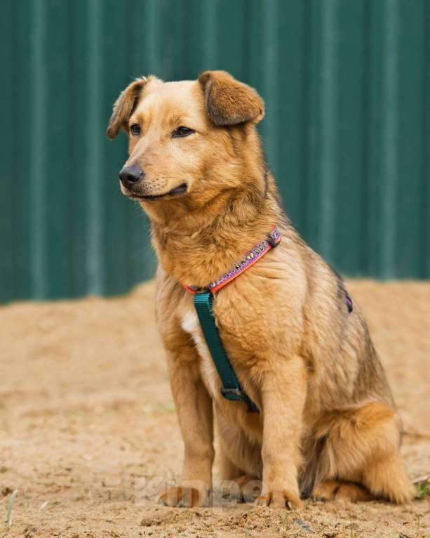 Собаки в других городах Московской области: Нила ищет семью Девочка, Бесплатно - фото 6