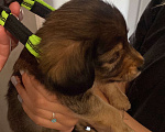 Собаки в Химках: Маленький щенок в добрые руки  Мальчик, 100 руб. - фото 6