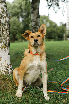 Добрая собака с лисьими глазами